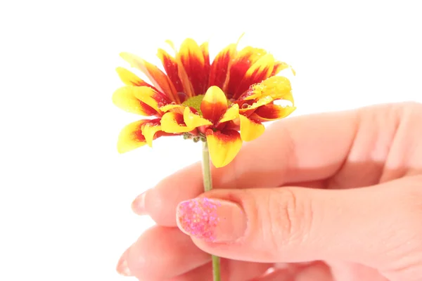 Blomma i handen — Stockfoto