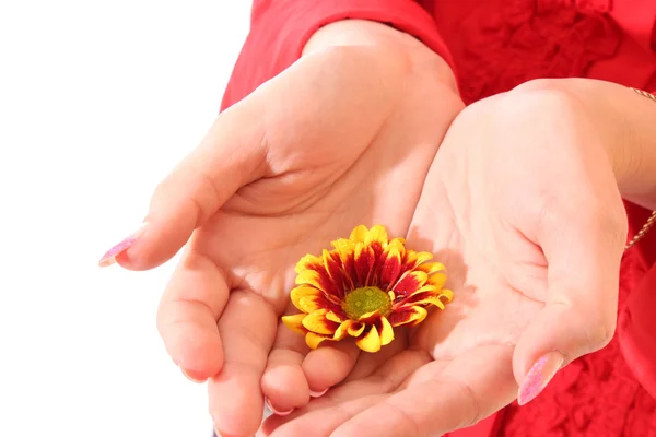 Blume in der Hand — Stockfoto