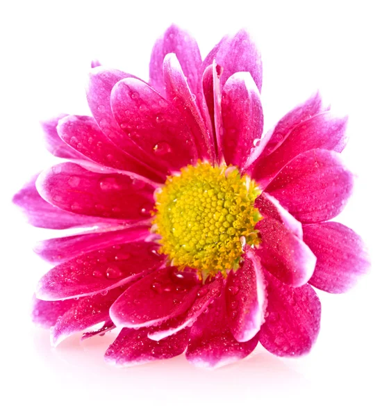 Красный цветок над белым — стоковое фото