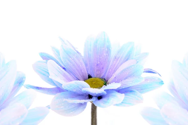 Синий цветок над белым — стоковое фото