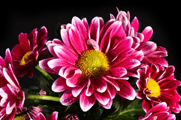 Siyah arkaplanda kırmızı çiçek — Stok fotoğraf