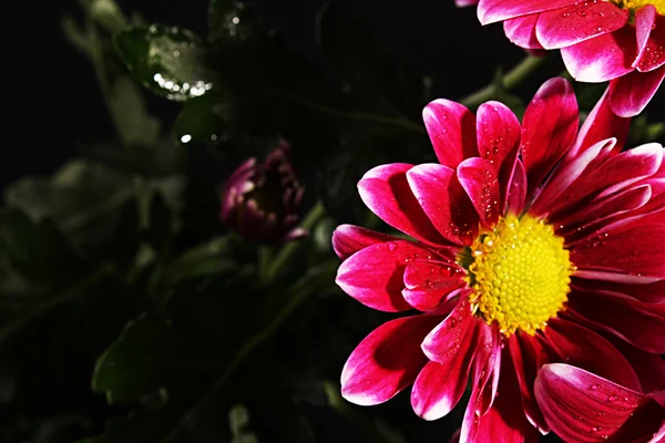 Siyah arkaplanda kırmızı çiçek — Stok fotoğraf