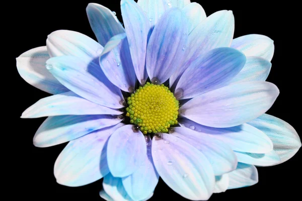 Siyah arkaplanda mavi çiçek — Stok fotoğraf