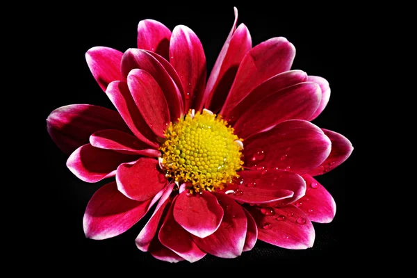 Красный цветок на черном фоне — стоковое фото