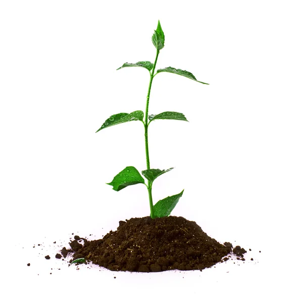 Planta joven en el suelo sobre blanco — Foto de Stock