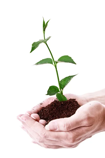 Mladá rostlina v rukou si bílá — Stock fotografie