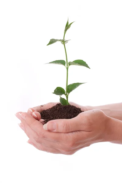 Jovem planta na mão sobre branco — Fotografia de Stock