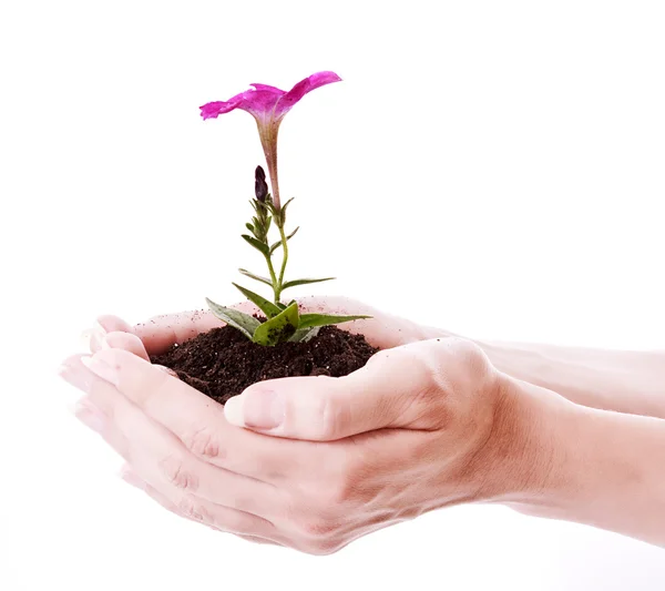 Young flower in hands over white — Stock Photo, Image