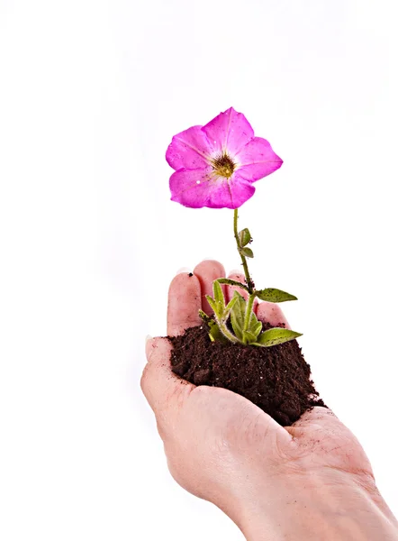 Young flower in hands over white — Stock Photo, Image