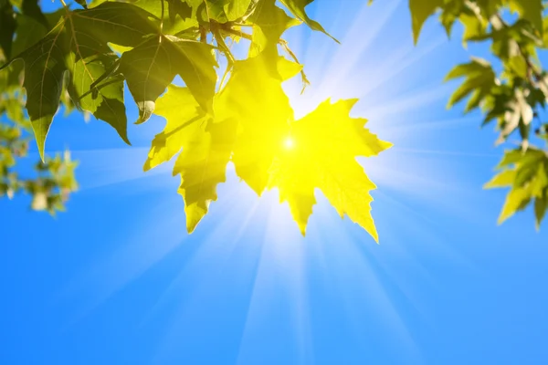 Zelené listy a slunce na pozadí oblohy — Stock fotografie