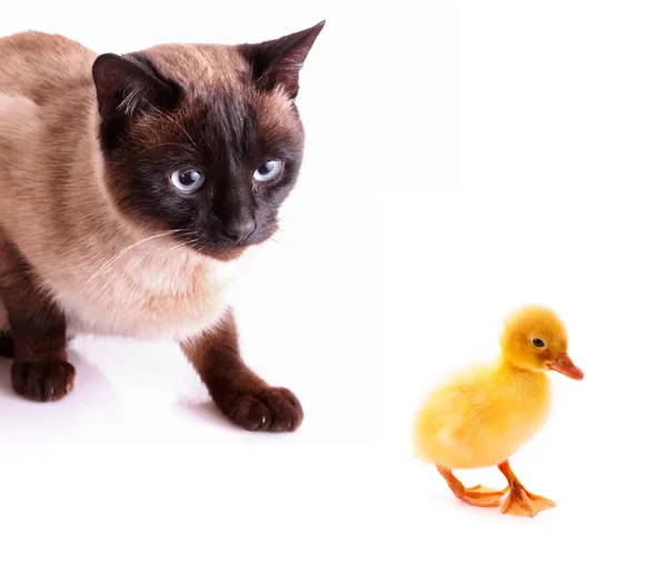 Cat hunting to duckling isolated on white — Stock Photo, Image