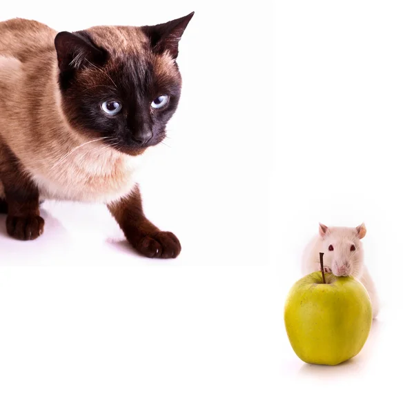 Cat hunting to rat over white — Stock Photo, Image