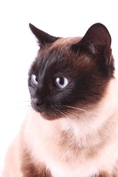 Портрет кота ізольовано на білому — стокове фото
