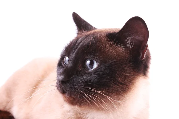Портрет кота ізольовано на білому — стокове фото