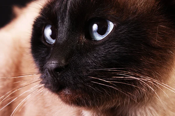 검은 바탕에 고양이 초상화 — 스톡 사진