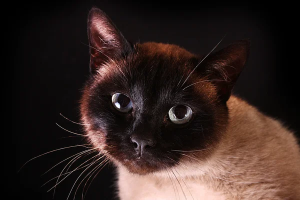 Katzenporträt auf schwarzem Hintergrund — Stockfoto