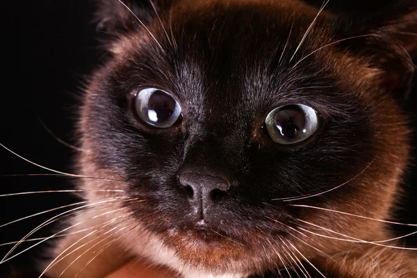 Portret kota na czarnym tle — Zdjęcie stockowe