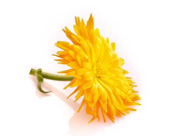 Żółty kwiat na białym tle — Zdjęcie stockowe