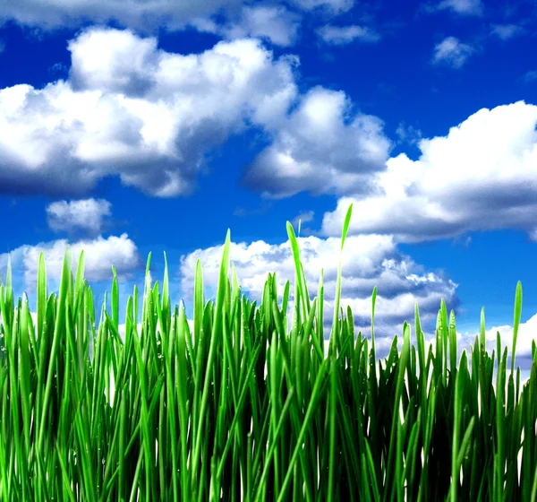 Πράσινο γρασίδι και σύννεφα — Φωτογραφία Αρχείου