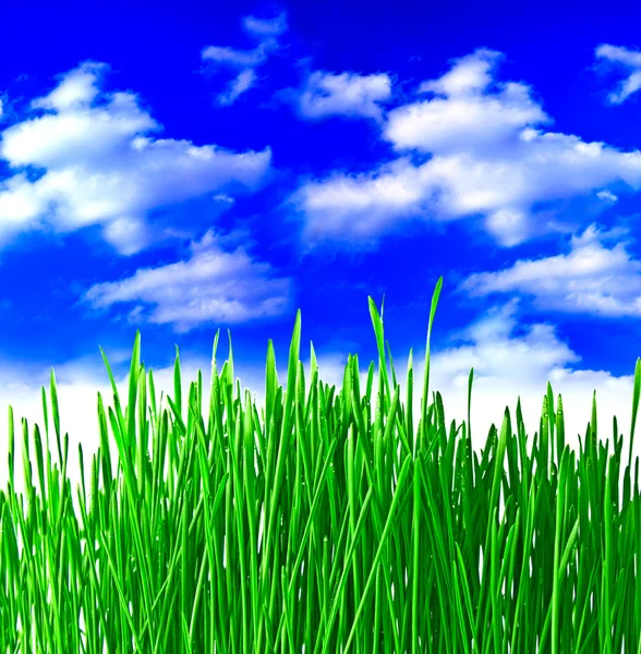 Zár-megjelöl-a zöld fű, fehér háttér — Stock Fotó