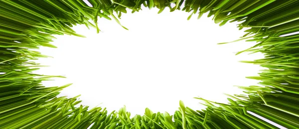 Moldura oval feita de grama verde — Fotografia de Stock