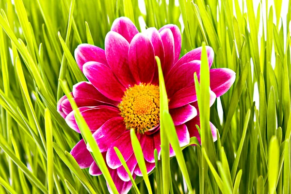 Red flower in green grass — Stock Photo, Image