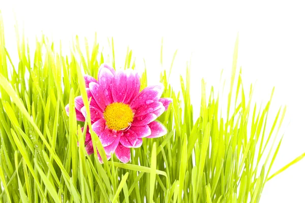 Fiore con erba — Foto Stock