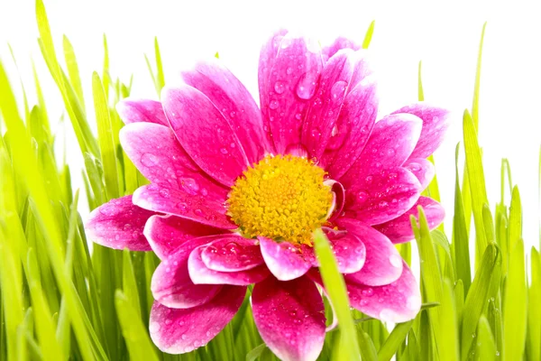 Цветок с травой — стоковое фото