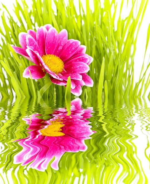 Ot ve su yansıması ile çiçek — Stok fotoğraf