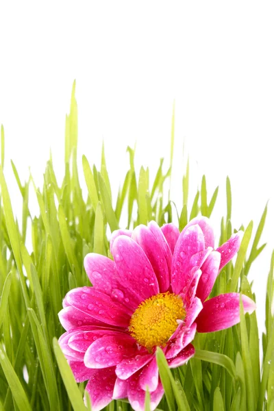 Blume mit Gras — Stockfoto