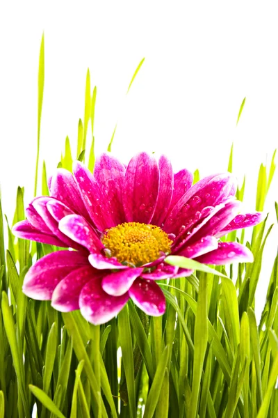 Red flower in green grass — Stock Photo, Image