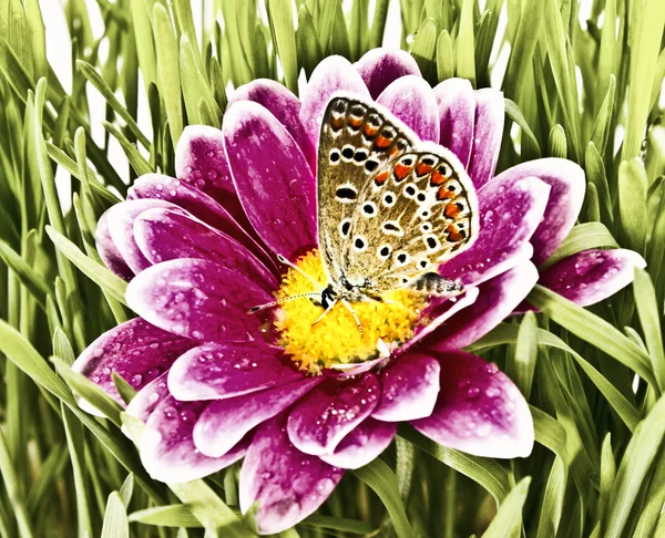 Vlinder aan bloem met gras — Stockfoto