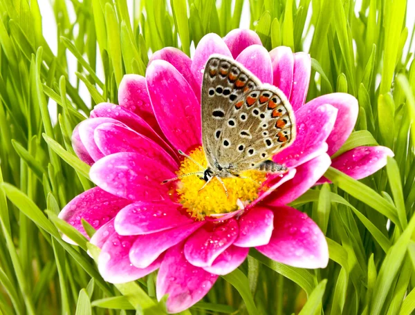 Çimen çiçek kelebek — Stok fotoğraf