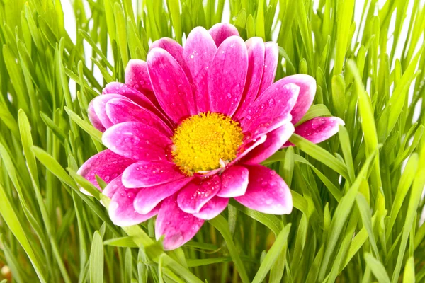 Květina s trávou — Stock fotografie