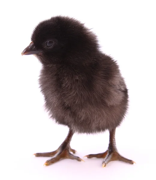Černé malé kuře izolovaných na bílém — Stock fotografie