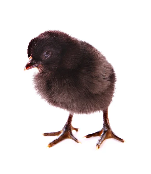 Czarny mały kurczak na białym tle — Zdjęcie stockowe