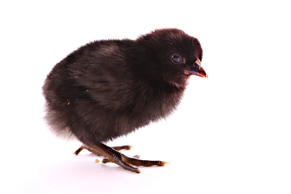 Schwarzes kleines Huhn isoliert auf weißem — Stockfoto