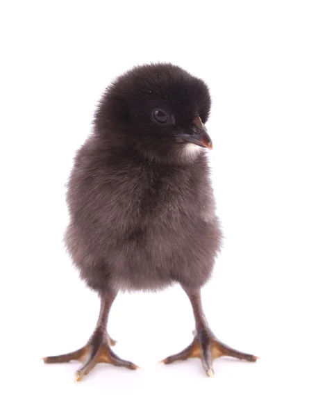 白で隔離される黒い小さな鶏 — ストック写真
