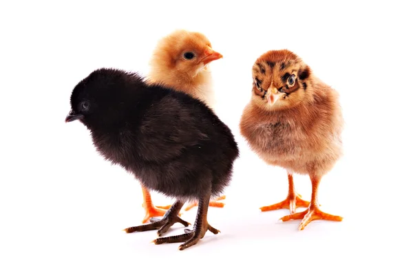 Trzy małe kurczaki na białym tle — Zdjęcie stockowe