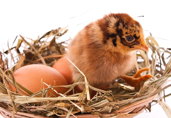 Pollo e uovo nel nido — Foto Stock