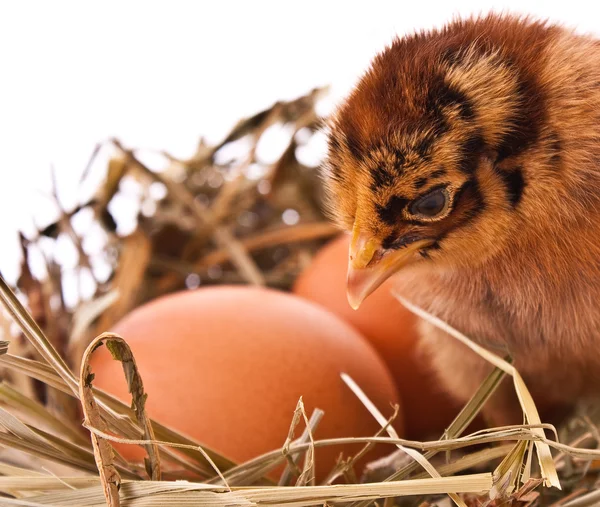 Poulet et œuf dans le nid — Photo