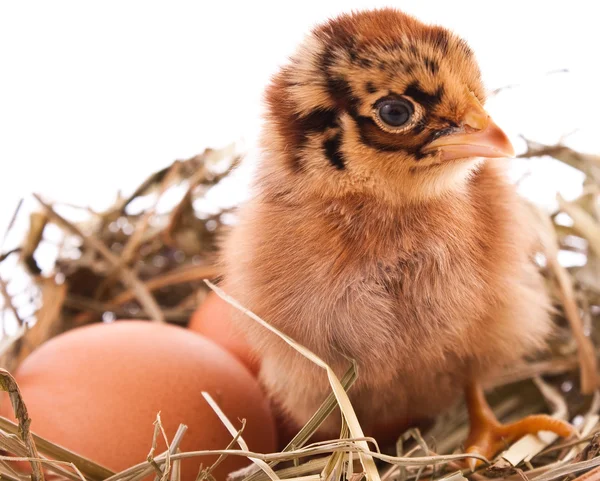 Kip en ei in een nest — Stockfoto