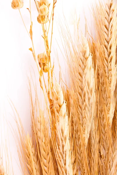 Wheat on white background — Stock Photo, Image