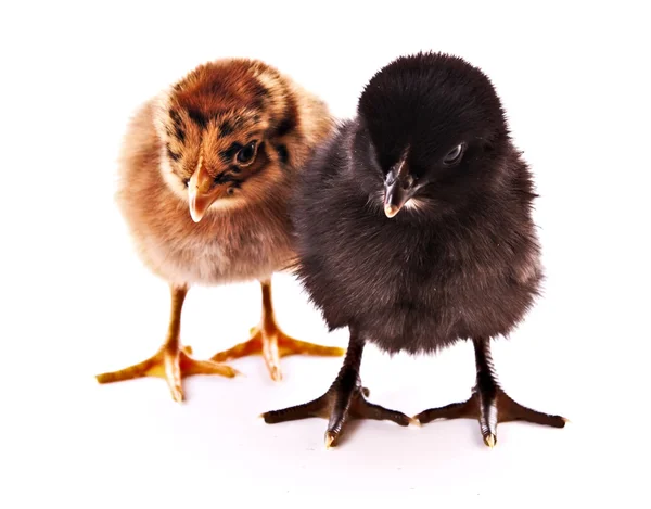 Duas pequenas galinhas isoladas em branco — Fotografia de Stock
