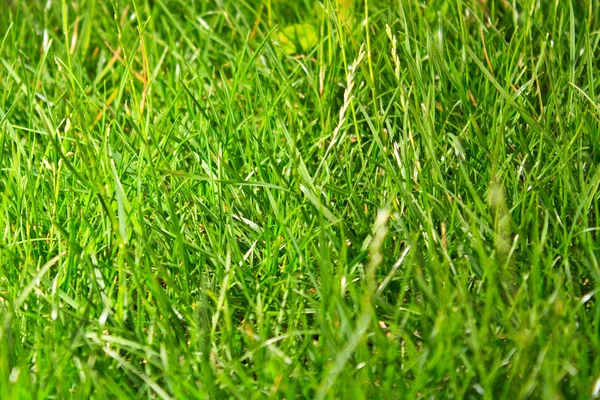 Green grass Stock Image