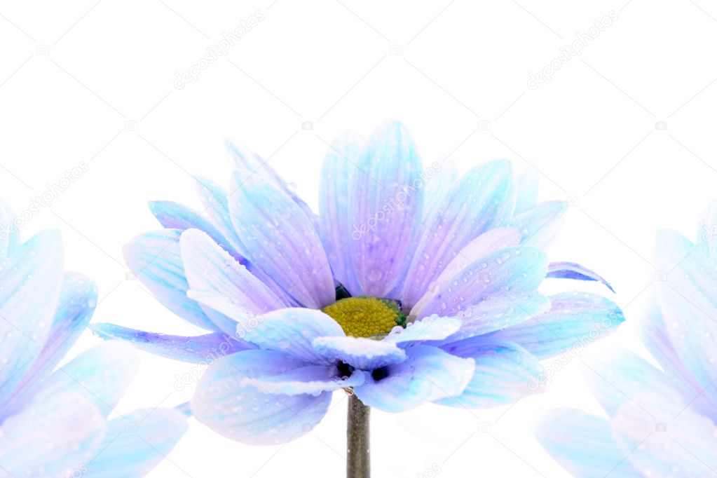 Blue flower over white