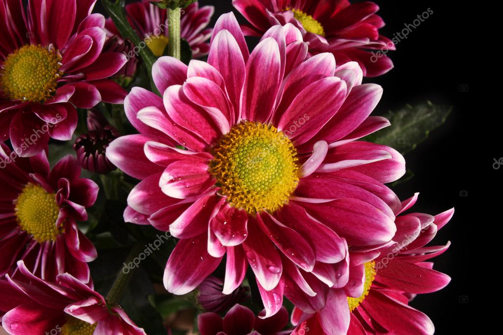 Red flower on black background — Stock Photo © belchonock #6779583