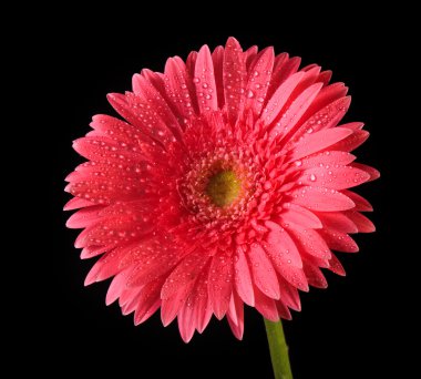 sırt üstü izole kırmızı gerbera