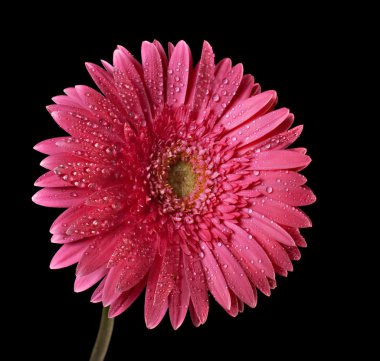 sırt üstü izole kırmızı gerbera