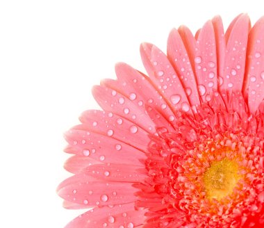 Kırmızı gerbera beyaz üzerine izole